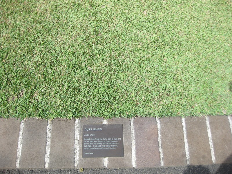 Korean Lawngrass photo 5