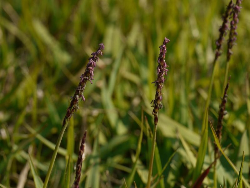 Korean Lawngrass photo 6
