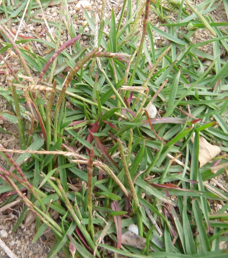 Korean Lawngrass photo 7