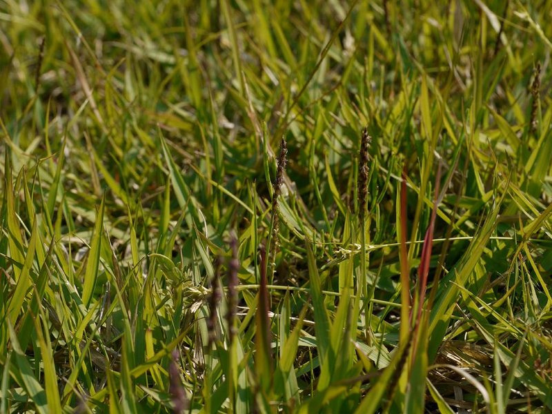 Korean Lawngrass photo 8