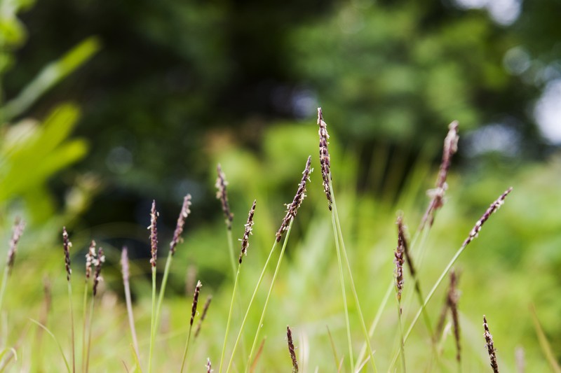 Korean Lawngrass photo 2