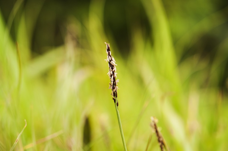 Korean Lawngrass photo 3