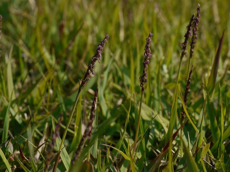 Korean Lawngrass photo 4
