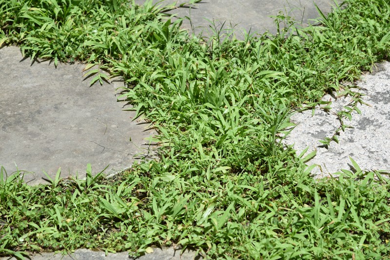 Manila Grass photo 3
