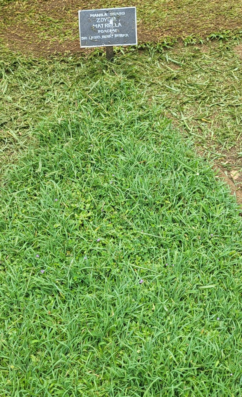 Manila Grass photo 4