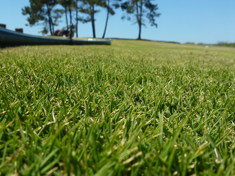 Manila Grass photo 5