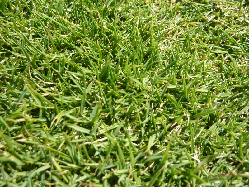 Manila Grass photo 6