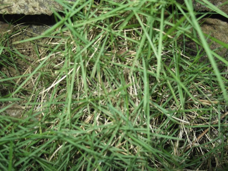 Manila Grass photo 7