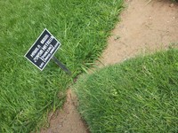 Manila Grass