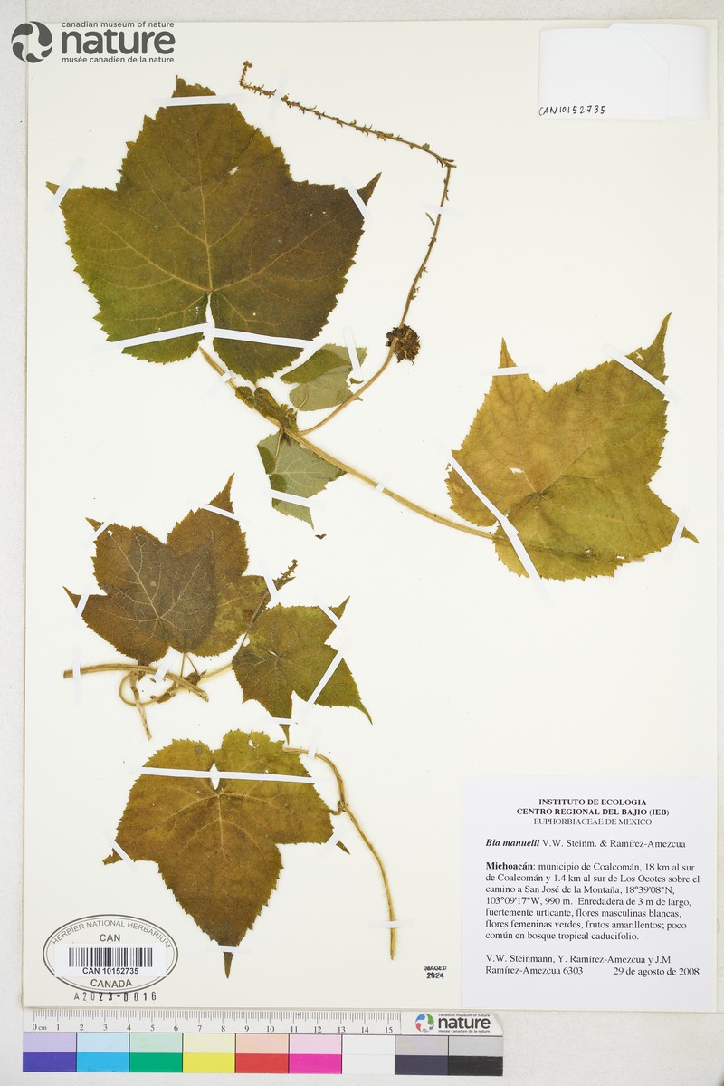 Zuckertia manuelii