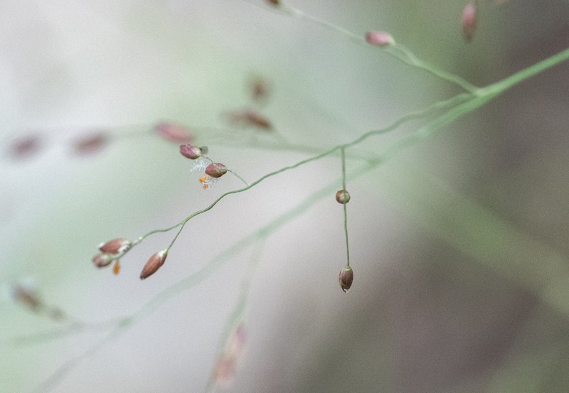 Bulb Panicgrass photo 2