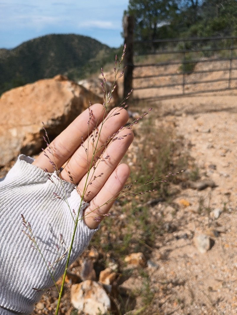 Bulb Panicgrass photo 3