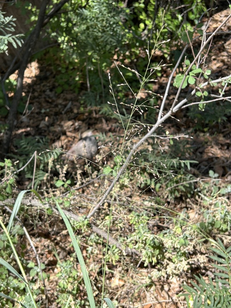 Bulb Panicgrass photo 4