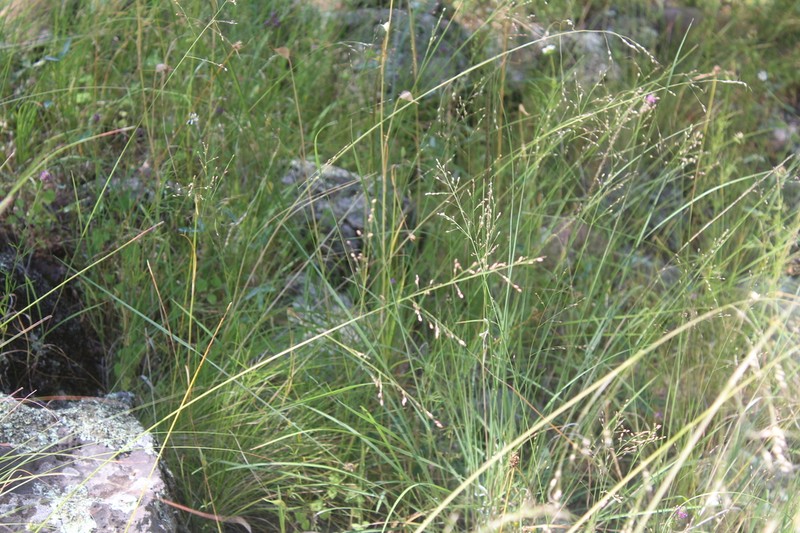 Bulb Panicgrass photo 5