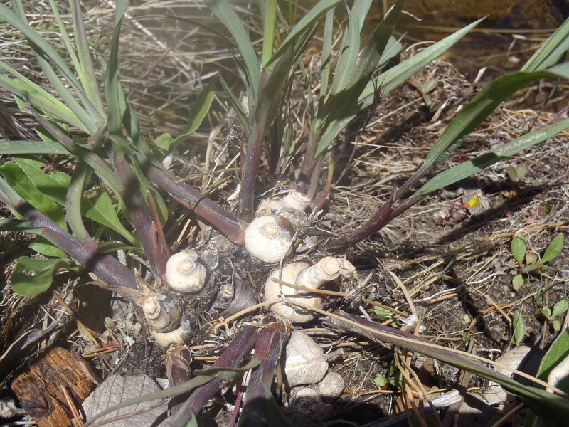 Bulb Panicgrass photo 6