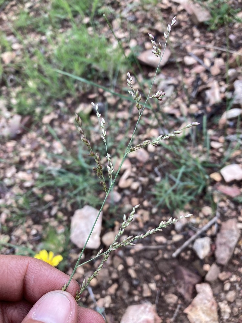Bulb Panicgrass photo 7