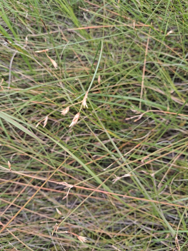 Zulustylis hygrophila