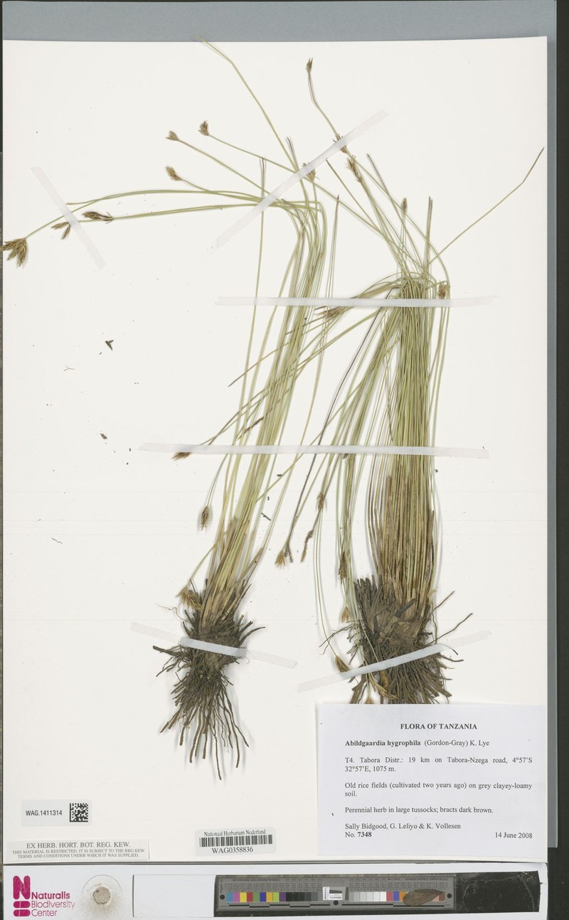 Zulustylis hygrophila photo 2