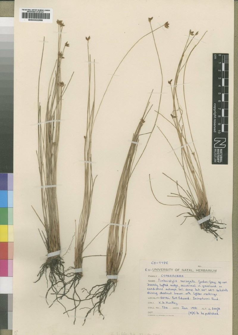 Zulustylis variegata