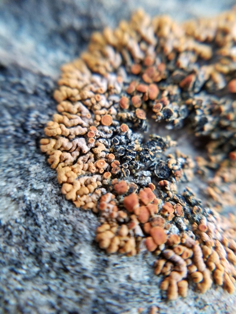 Zwackhiomyces coepulonus