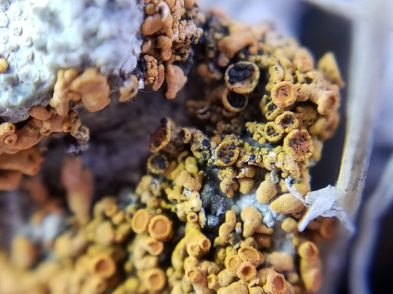 Zwackhiomyces coepulonus photo 2