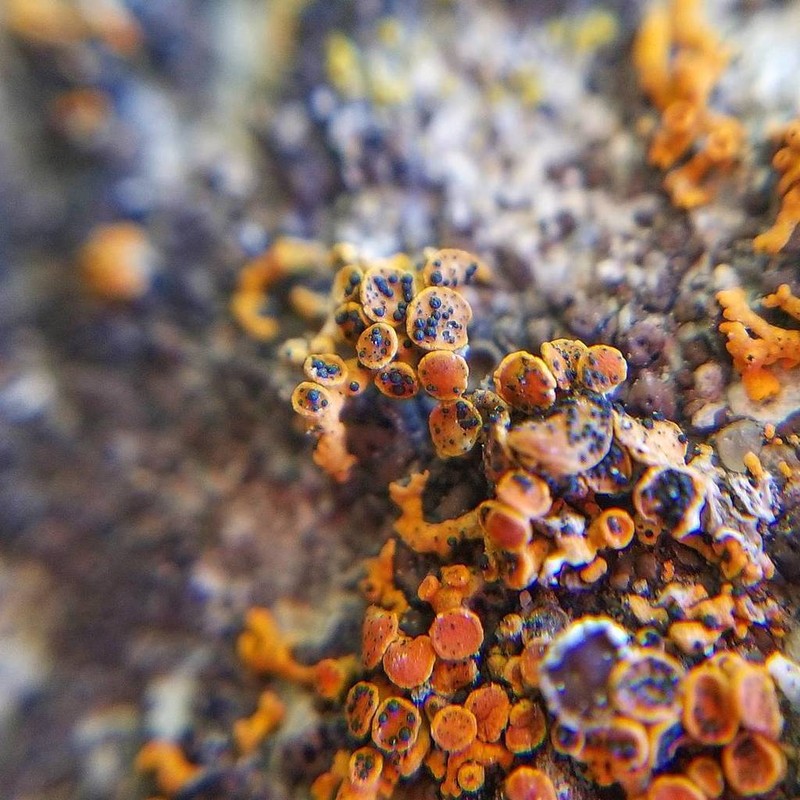 Zwackhiomyces coepulonus photo 5