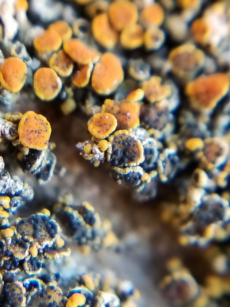 Zwackhiomyces coepulonus photo 6