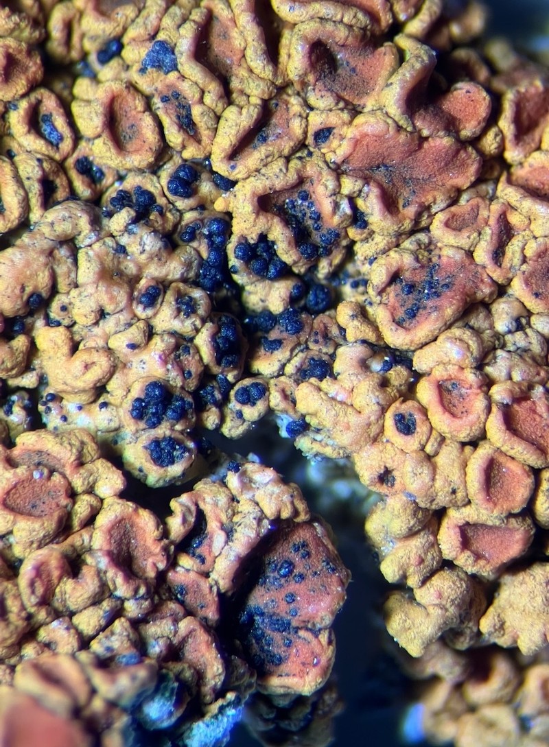 Zwackhiomyces coepulonus photo 8