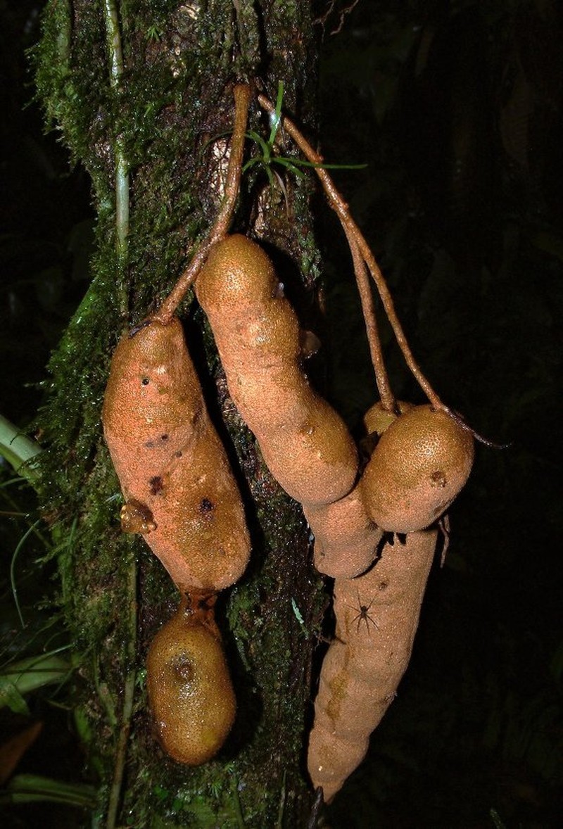 Zygia coccinea var. coccinea