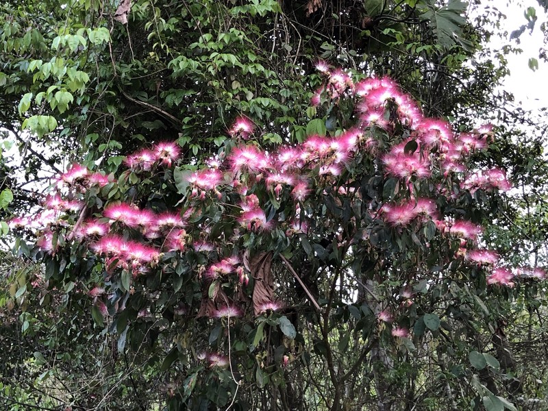 Zygia latifolia var. latifolia