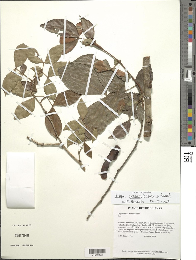 Zygia latifolia var. latifolia photo 2