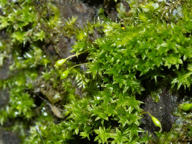 Zygodon Moss