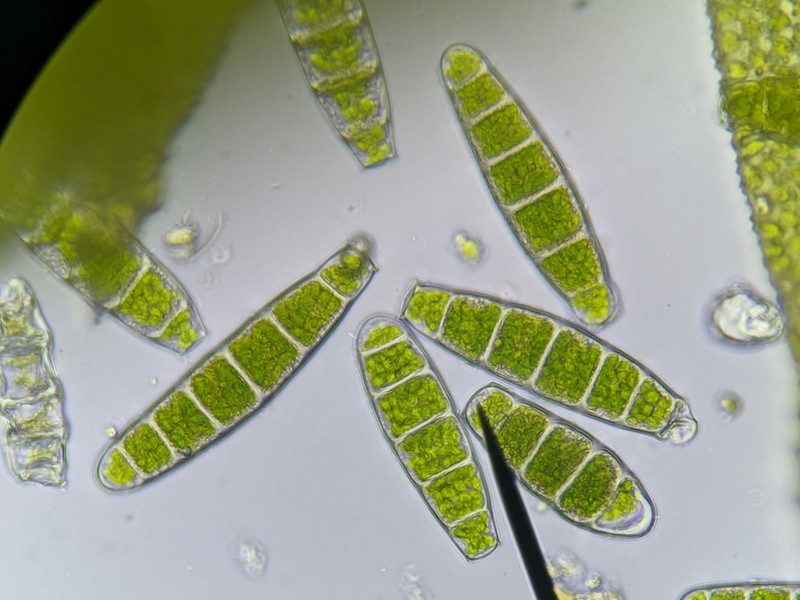 Zygodon Moss photo 2