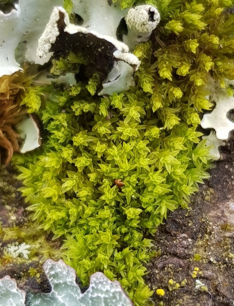 Zygodon Moss photo 3