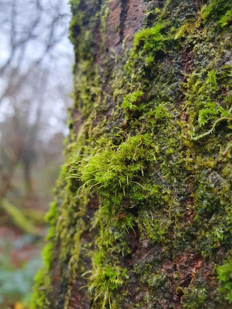 Zygodon Moss photo 4