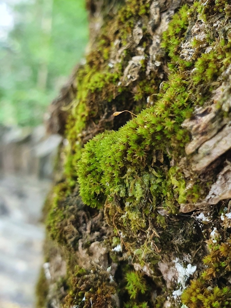 Zygodon Moss photo 5