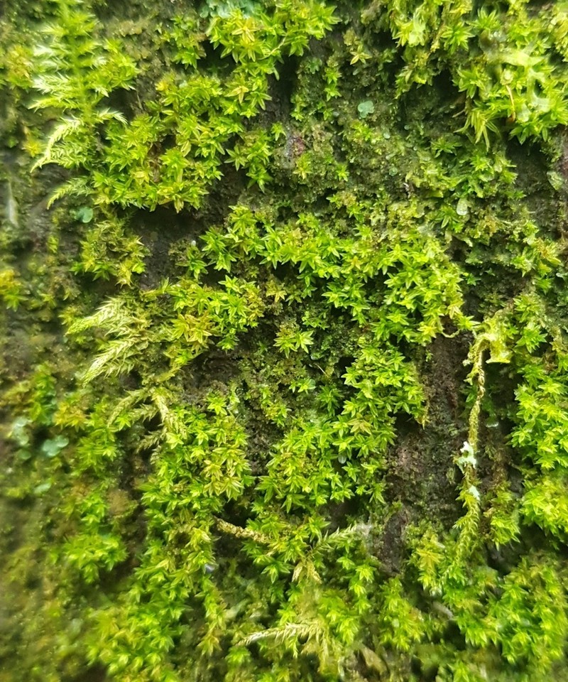 Zygodon Moss photo 6