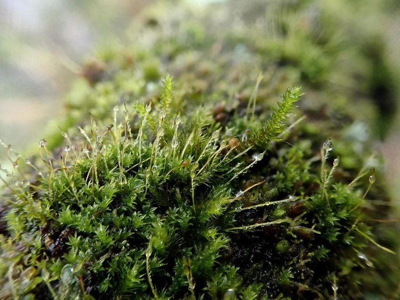 Zygodon Moss photo 7
