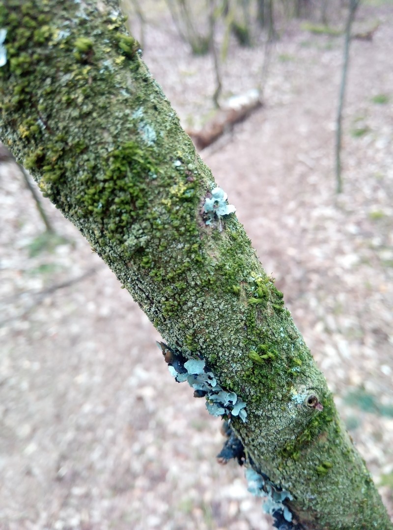 Zygodon Moss photo 8