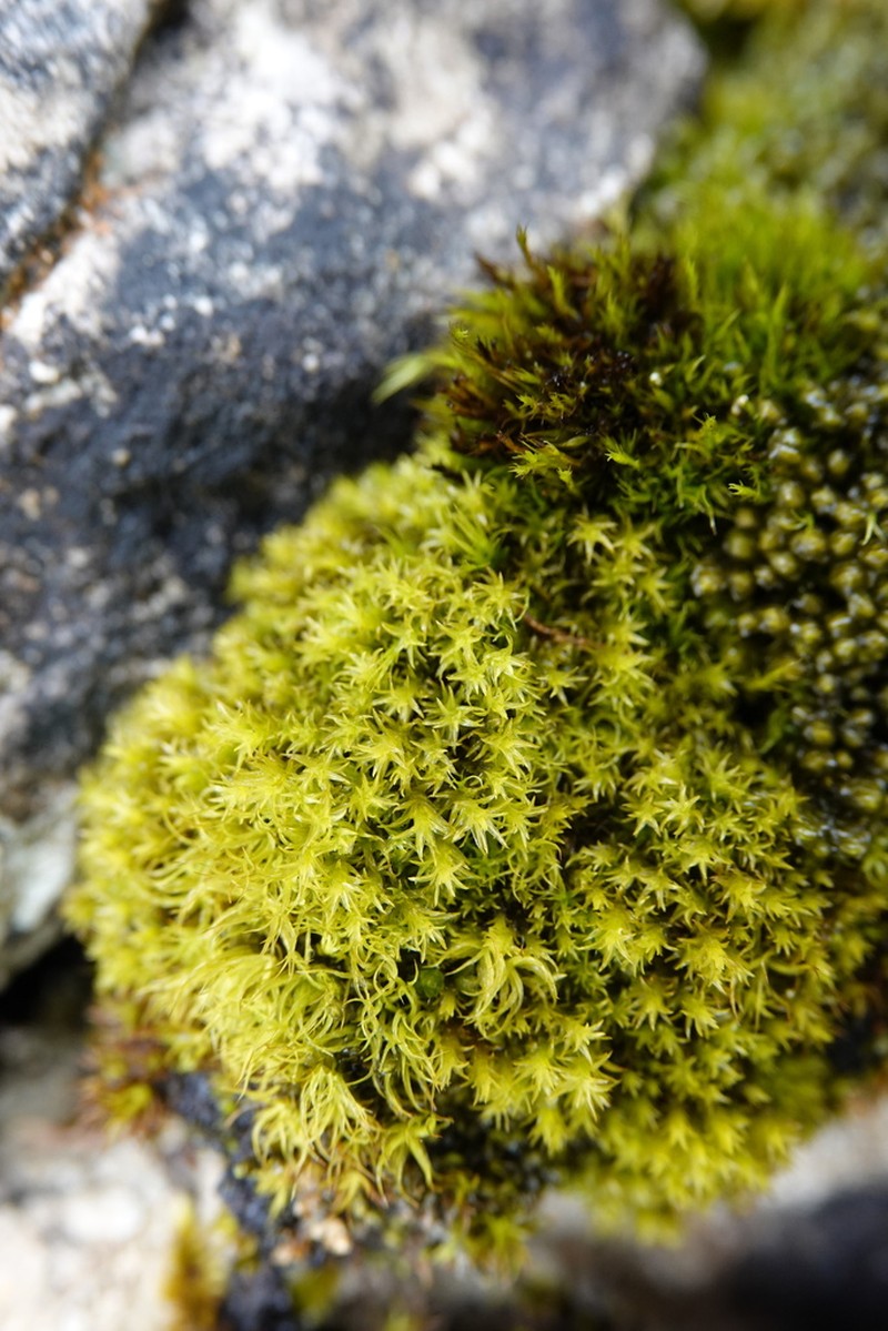 Zygodon Moss photo 2