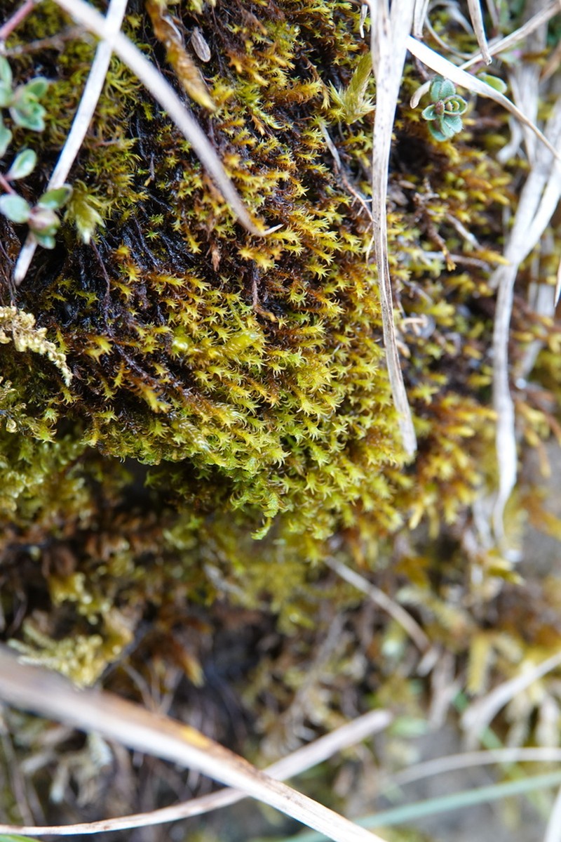 Zygodon Moss photo 3