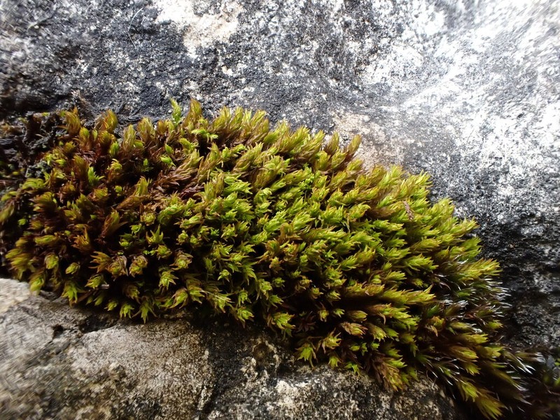 Zygodon Moss photo 4