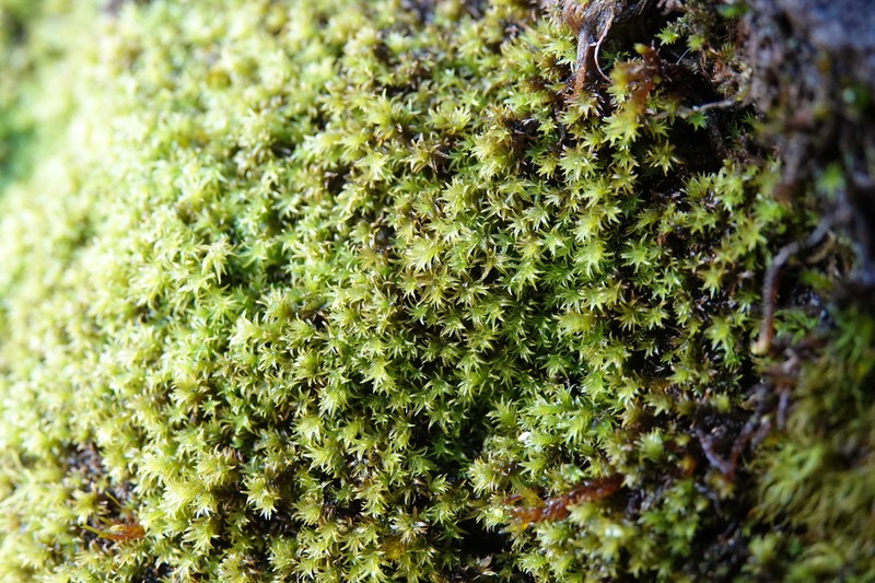 Zygodon Moss photo 5