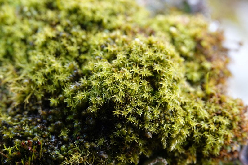 Zygodon Moss photo 6