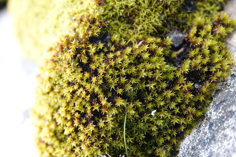Zygodon Moss photo 7