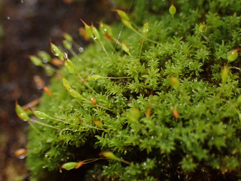 Reinwardt's Zygodon Moss