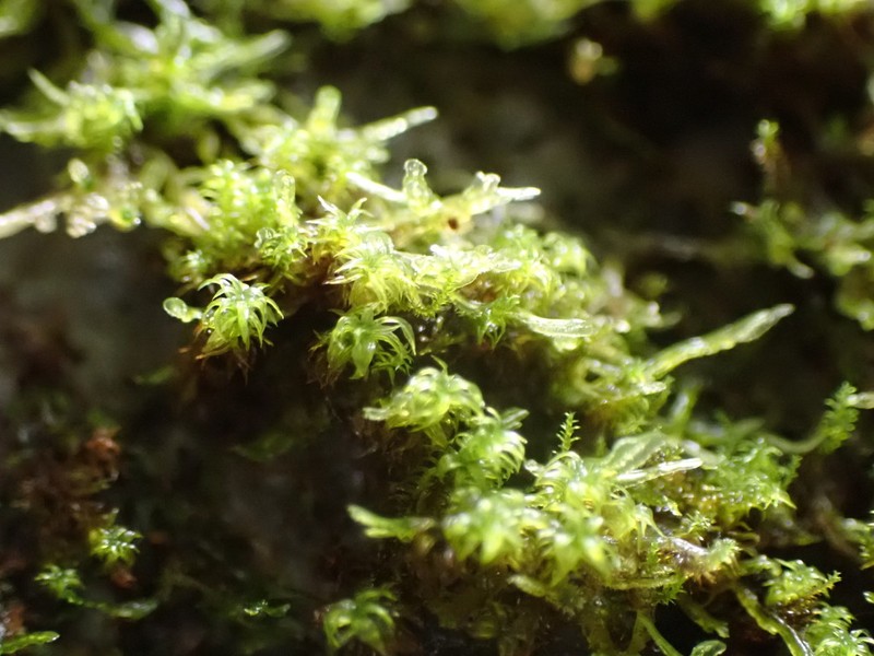 Reinwardt's Zygodon Moss photo 2