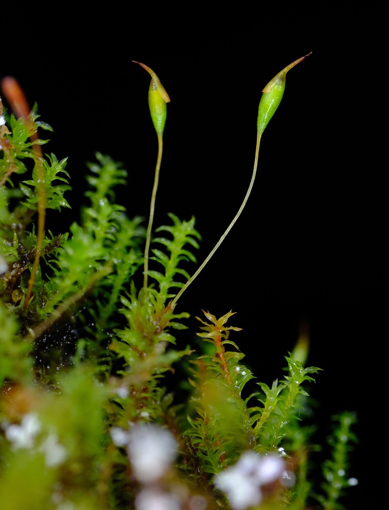 Reinwardt's Zygodon Moss photo 3