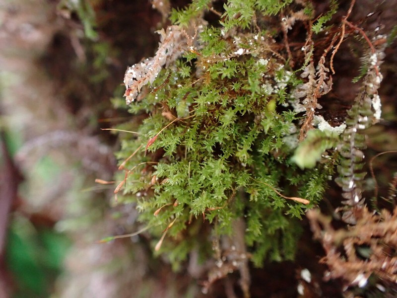 Reinwardt's Zygodon Moss photo 4