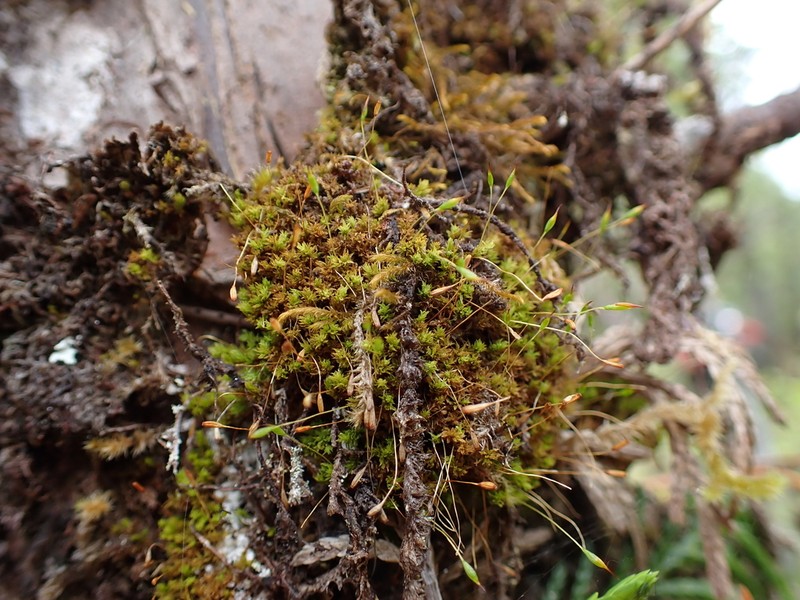 Reinwardt's Zygodon Moss photo 5
